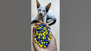 Satisfying ASMR 😻✨ — Reverse Cat Beads Magic#shorts #cat #asmrvideos #beads #satisfying