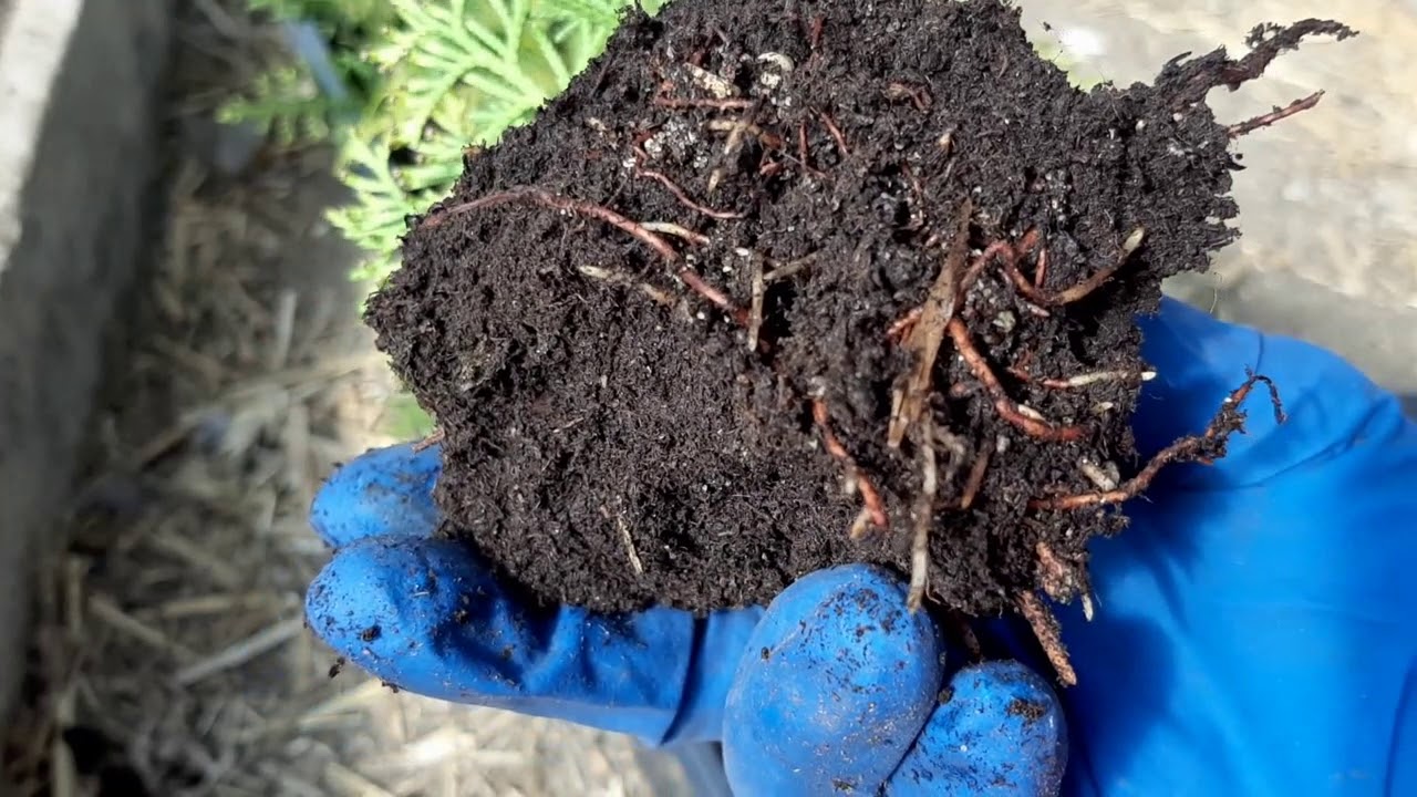 Результаты укоренения туи. Год спустя...