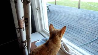 Cornish Rex - Trocadero Pratar Med Fåglarna