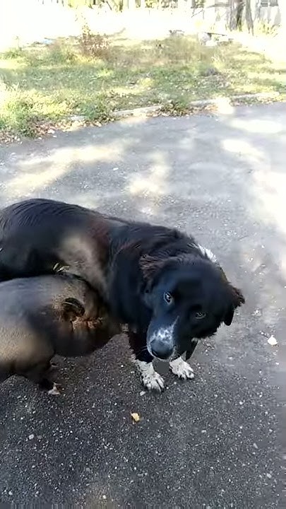 Парасенок и песик - YouTube