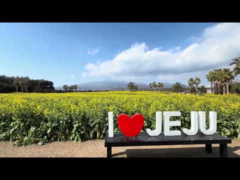 제주도 유채꽃 밭 한라산 설경이 보이는곳 코리아4k walking tour jeju korea4k hdr