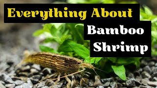 Bamboo Shrimp Care Guide (The  Best Freshwater Shrimp Species) by Pets Curious 422 views 4 months ago 6 minutes, 48 seconds