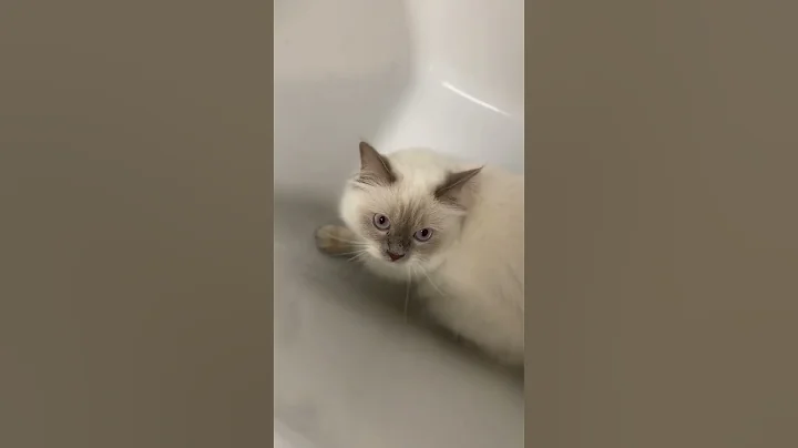 Video 2040561: bathtub cat funny, funny male cat, meow