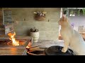 COLOCANDO COMIDA PARA AS GALINHAS E BICHOS,  FEIJÃO FEITO NA LENHA! FRAN ADORNO