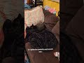 must always make sure blankets aren't actually cats #kitty #cat #cute #soft