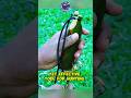 How to Make a Primitive Bow & Arrow at Home #DIY #LifeHacks #primitiveskills