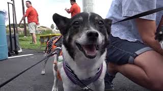 Halloween for the Dogs in Pembroke Pines