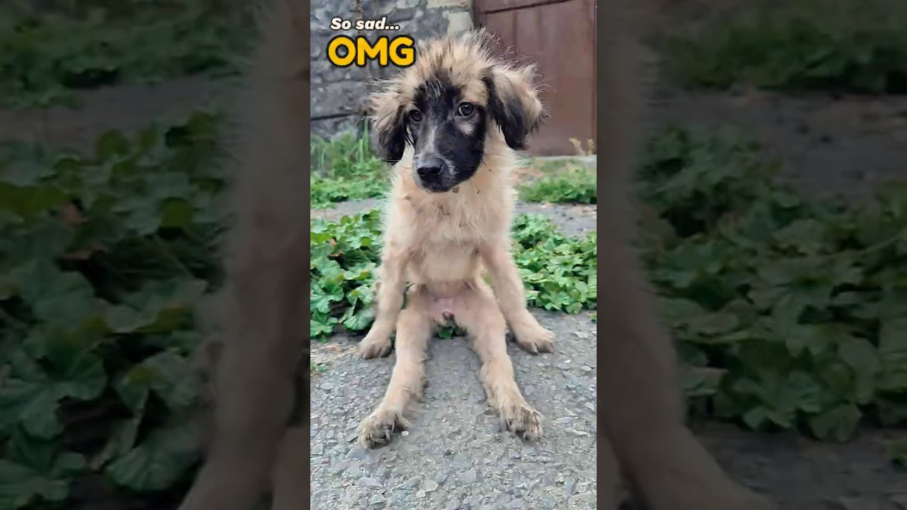 Poor dog sitting thinking 