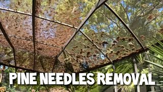 Cleaning Pine Needles Off Pool Cage #howto #powerwashing #softwash
