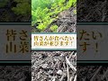 【緊急です！】春の山菜イベント開催！ #shot #山菜採り