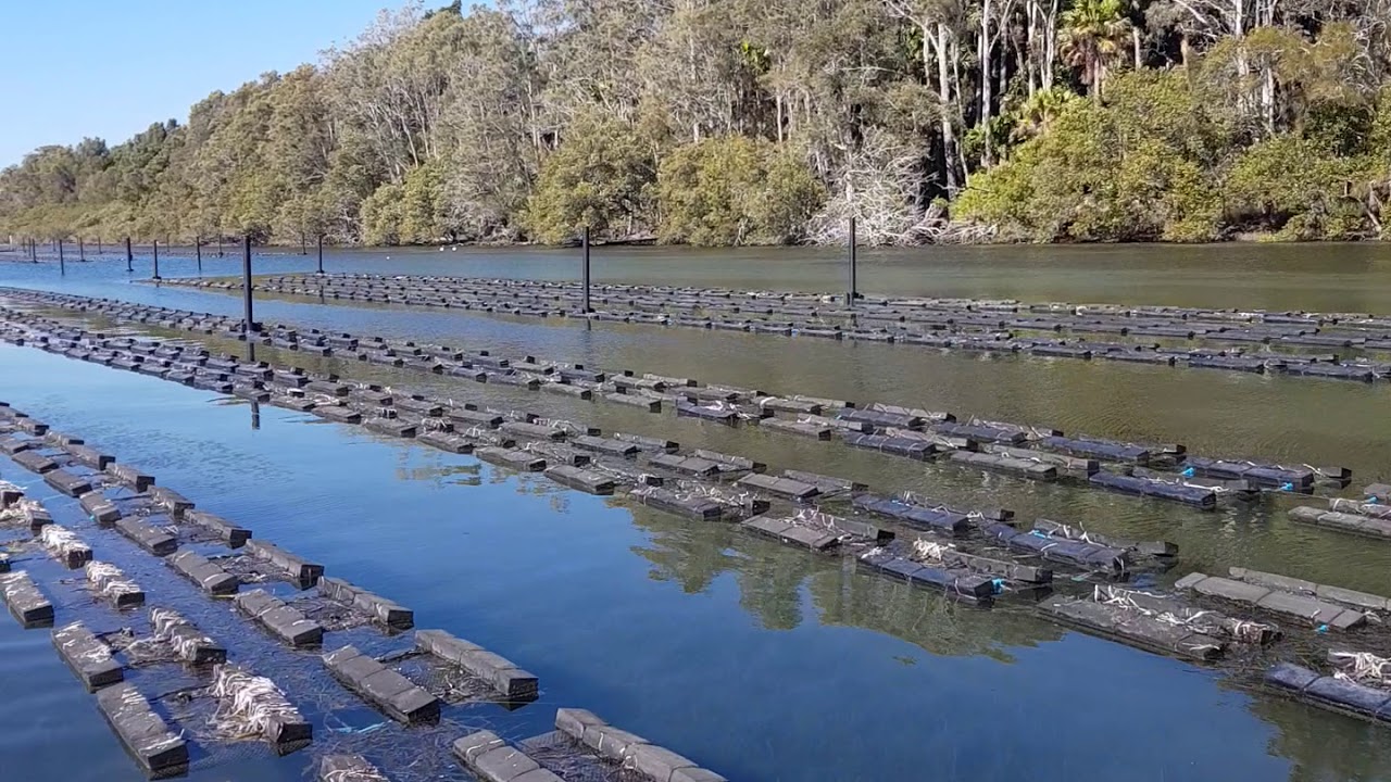 Oyster Farming in Wallis Lakes YouTube