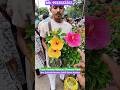 Affordable Prices Pune Variety Hibiscus Plant #shorts #price