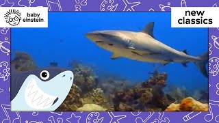 Animals of the Deep Ocean | New Classics | Baby Einstein | Learning Show for Toddler | Kids Cartoons by Baby Einstein 30,887 views 4 weeks ago 5 minutes, 36 seconds