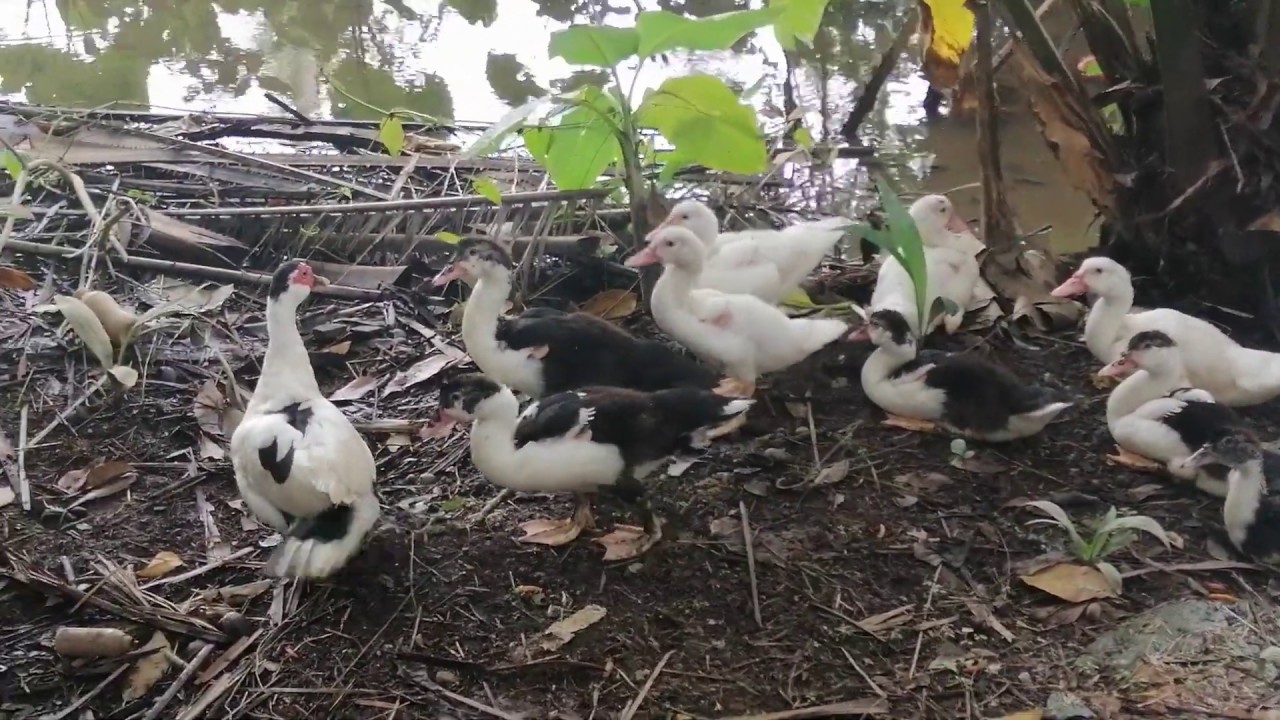 Besar basar ikan ye gay//ikan nila merah - YouTube