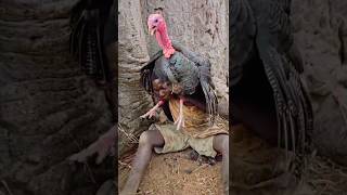 Inkukhu Enkulu Egibela Umfana Omncane  africa villagelife villagelife