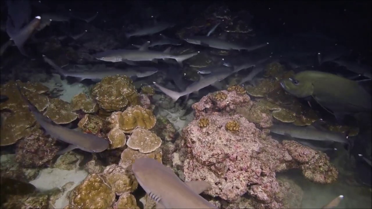 Nikon D810 and Keldan Video Lights test Footage