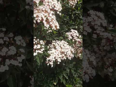 Video: Santolina Herb Plants - Ինչպես օգտագործել Santolina-ն այգում