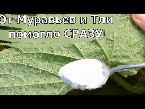 ЗА 1 РАЗ ИЗБАВИЛАСЬ ОТ МУРАВЬЕВ и ТЛИ  НАВСЕГДА! Я В ШОКЕ, ЭТОТ СПОСОБ РАБОТАЕТ