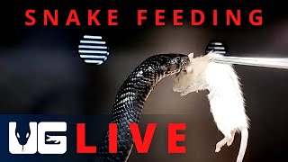 Friday Snake Feeding