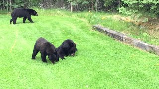 Black Bear Family Visits || ViralHog