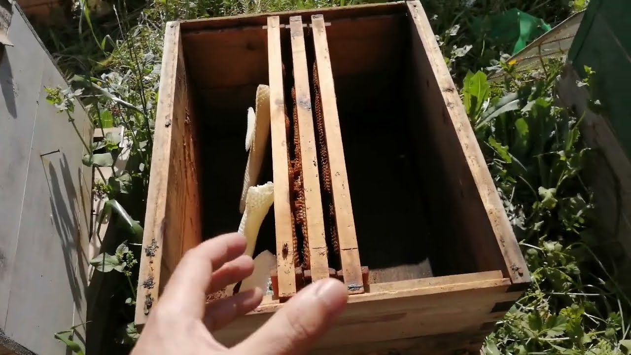 معلومات جد مهمة عن اصطياد الطرود الطبيعية 😊😊😊