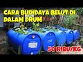 CARA BUDIDAYA BELUT DALAM DRUM. DENGAN CARA INI, SANGAT MENJANJIKAN