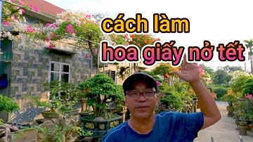 việc cần làm cho cây hoa giấy nở đúng tết không nở sớm trước tết