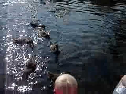 Feeding Ducks in Camden Harbor