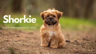 Shorkie: Everything You Need to Know