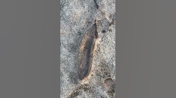 Shinarump conglomerate fossil