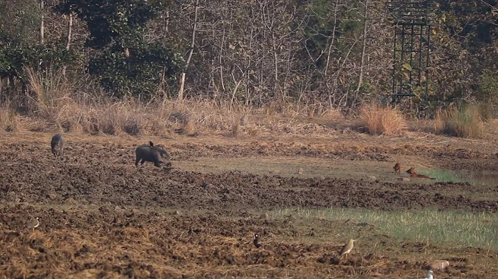 Tadoba. Wild Dog V/s Wild Boar (Part 1)