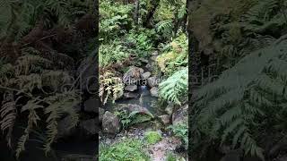 Caldeira Velha, Azores