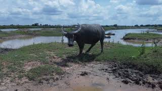 Slow Steps, Soft Chews – Laos Field Recording with H6. screenshot 5
