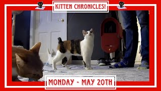 Kitten Chronicles!  Monday  May 20th.