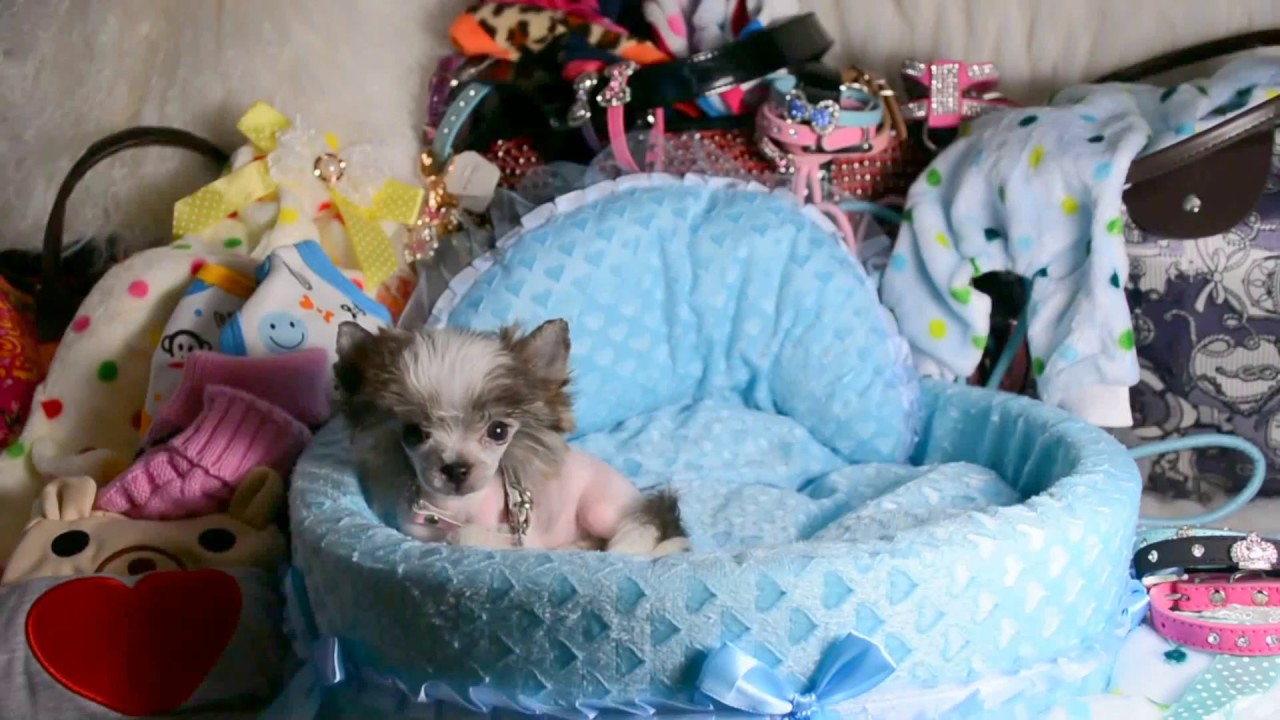 Mythic Kingdom micro sized Chinese Crested puppy Princess Tora almost