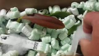 The Daily Blooms, unboxing Andys orchids,  8/17/17 special edition!  Part one