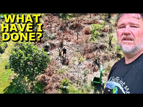 I Cut 40 Fruit Trees to Head Height — Did I Go Too Far?