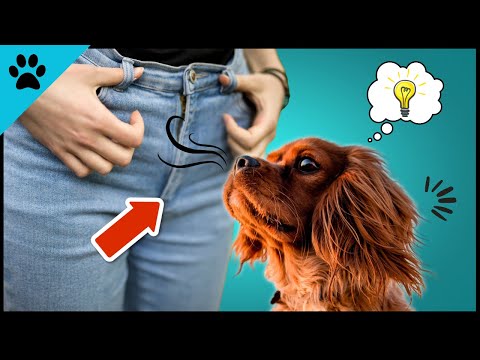 Video: Warum riechen Hunde an deinem Schritt?