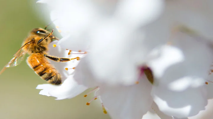 Stanford researcher warns sixth mass extinction is here