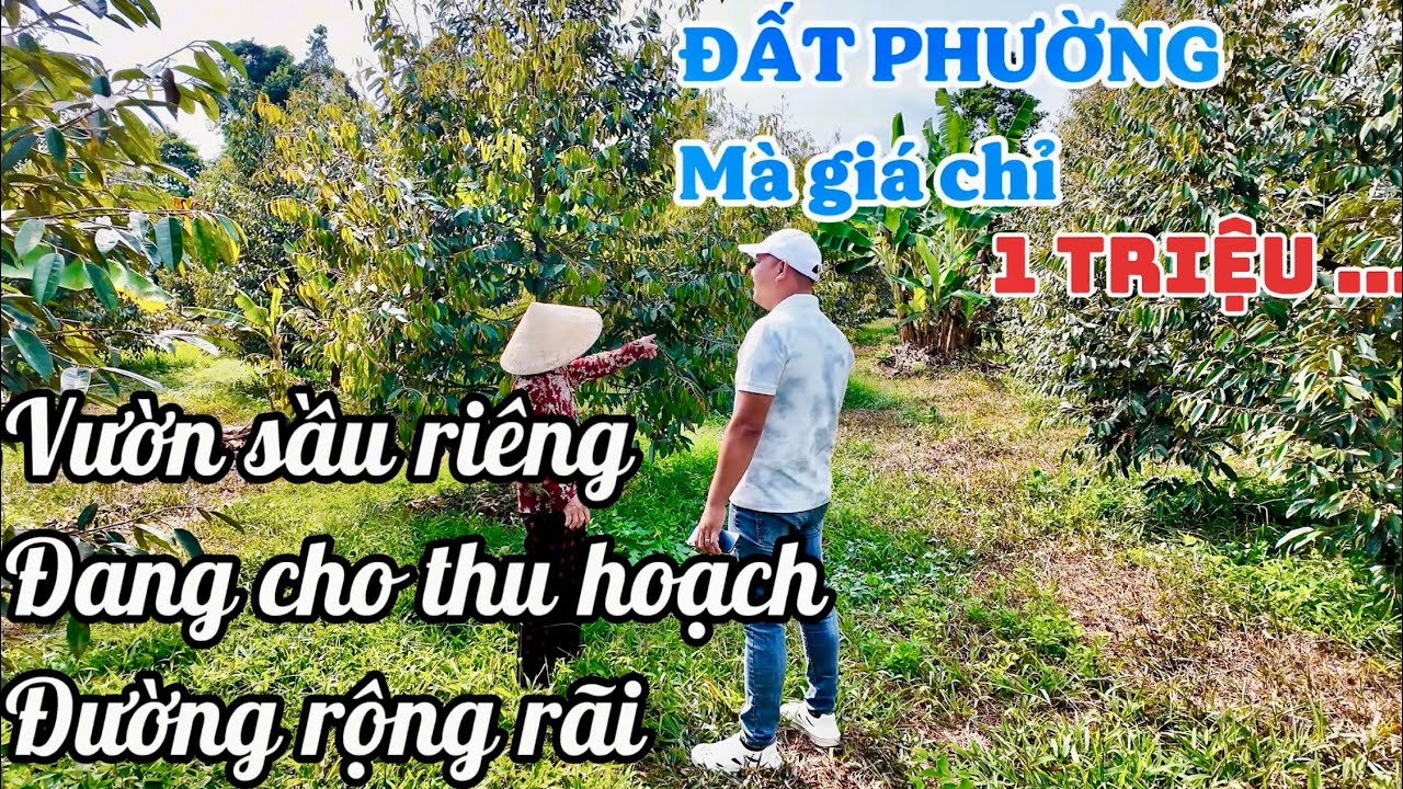 CẦN TIỀN GIẢI QUYẾT CÔNG VIỆC CÔ CHỦ ĐÀNH BÁN MẢNH VƯỜN TÂM HUYẾT TẠI PHÚ MỸ ĐỂ LO CHO CÁI LÀM ĂN