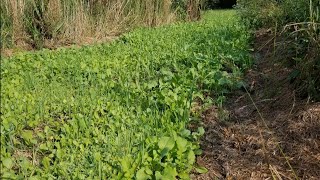 Domain seed 'NO BS' mix food plot prep and time lapse