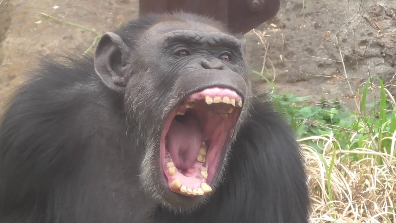 【Yawn 2】Chimp Named "Santa"【Chiba Zoological Park in Chiba , Japan 】