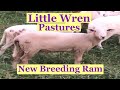 KATAHDIN RAM LAMB AND HIS LADIES!!!