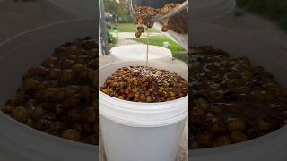 cooking tiger nut