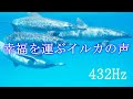 【イルカの声🐬癒しと開運】幸福を運ぶイルカの声と 432Hzソルフェジオ周波数の相乗効果で心と体が元気になる瞑想音楽 🌿自然音|睡眠用bgm・作業用bgm・勉強用bgm