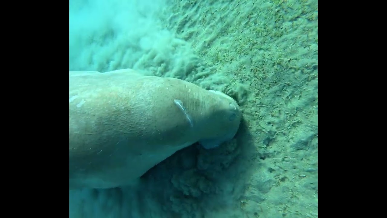 The Dugong 