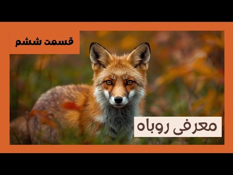 حقایقی شگفت انگیز درباره روباه حیوانی زیرک تر از اون چیزی که فکر می کنی