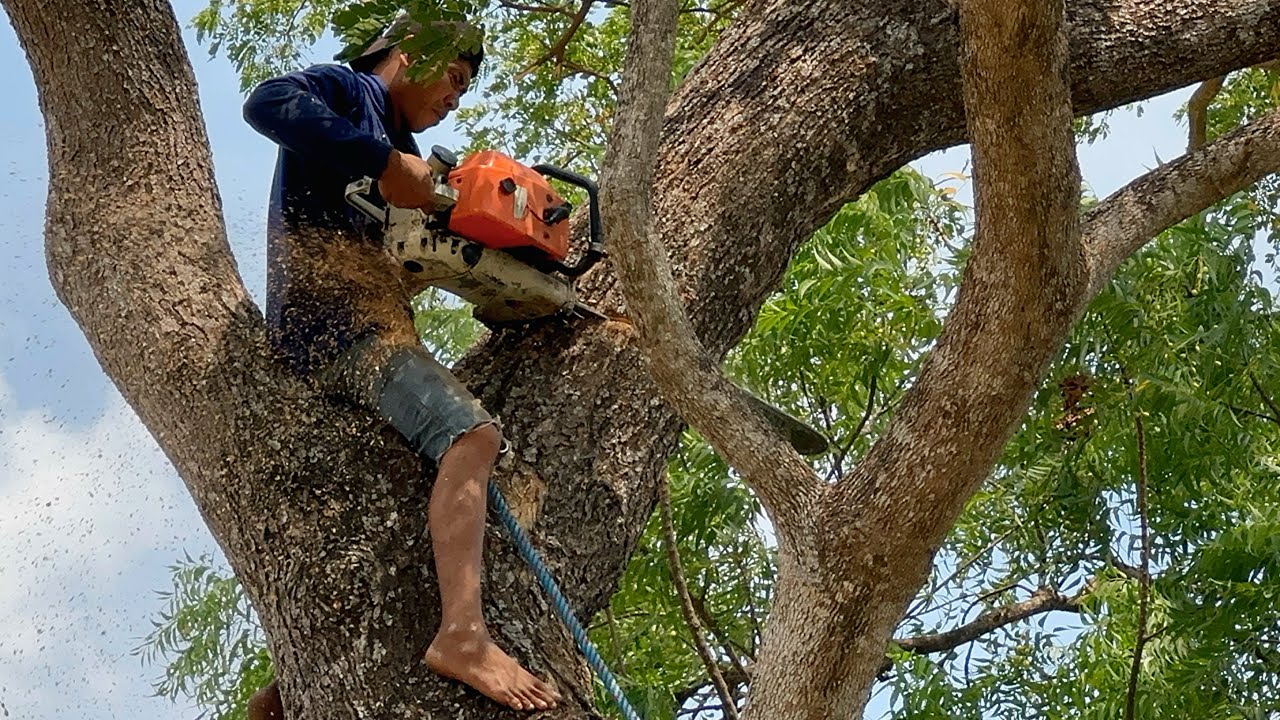 Cut down hollow trembesi tree, Stihl 070 chainsaw. YouTube