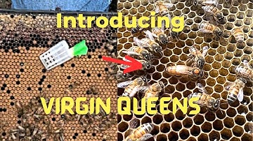 1st Time Introducing Virgin Queen Bees