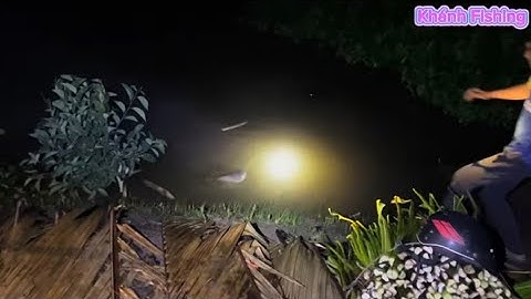 Câu cá tra sông p23| sông cái lớn cá ăn mạnh- Khánh Fishing#fishing #cauca #khanhfishing #fish